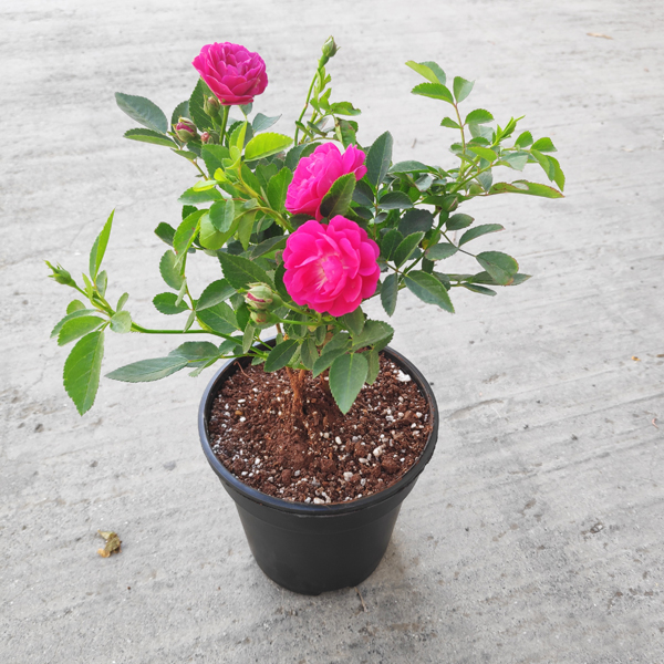 Miniature and Miniflora Rose Suppliers - American Rose Society